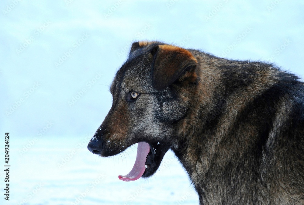 Naklejka premium Streunennder Hund in Tschernobyl