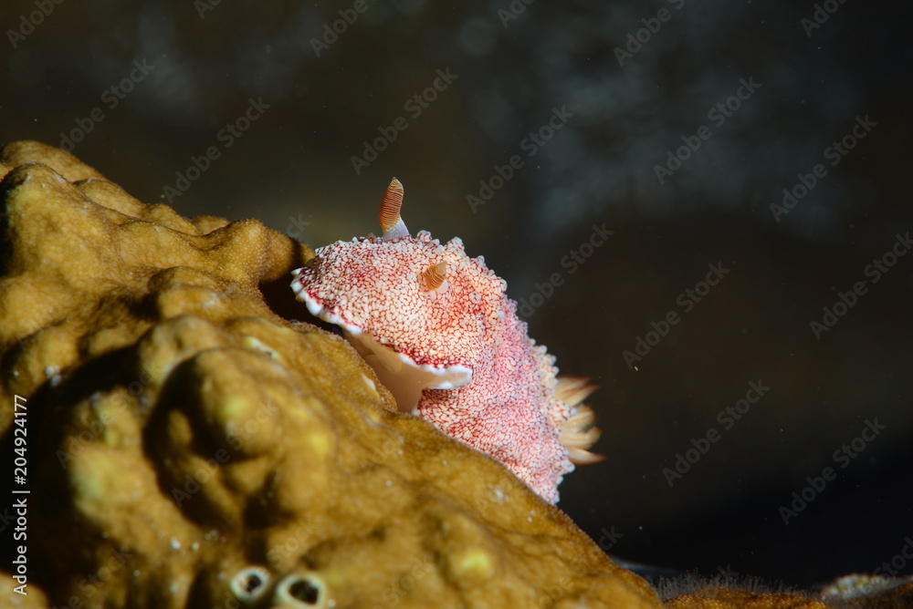 Obraz premium nudibanch