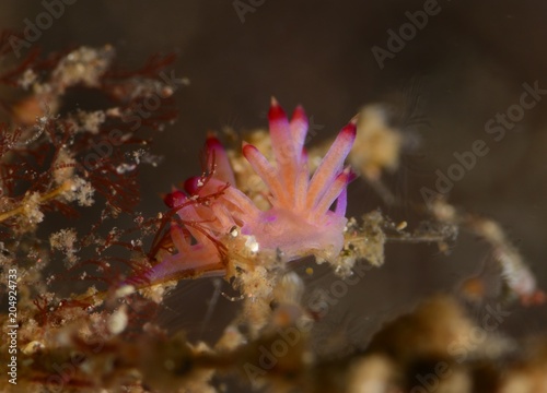 nudibranch © 賢二 市村