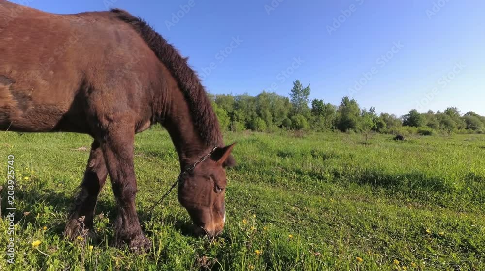 a horse is grazing on the grass early in the morning in the field. a horse is grazing on the grass early in the morning in the field.