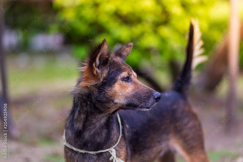 Amazing portrait of young dog during sunset standing in grass on blurred background Amazing portrait of young dog during sunset standing in grass on blurred background