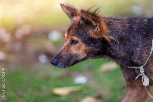 Amazing portrait of young dog during sunset standing in grass on blurred background