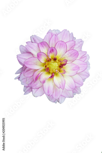 Purple dahlia isolated isolated on white background 