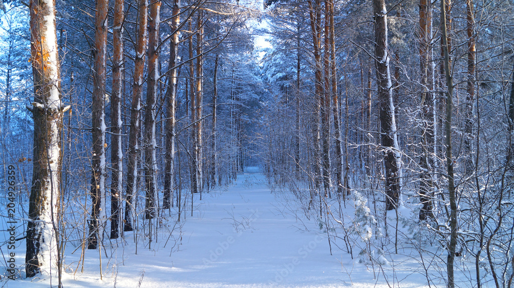 Winter forest Winter forest