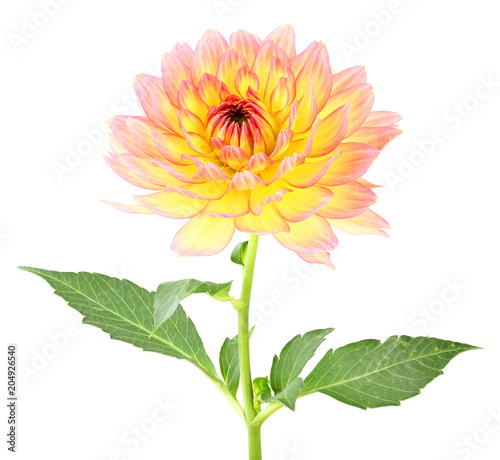 Fototapeta Naklejka Na Ścianę i Meble -  Beautiful Dahlia (Dahlie) isolated on white background. Germany