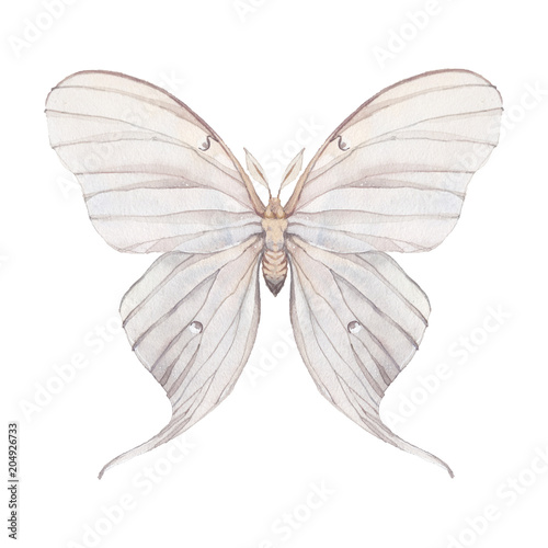 Fotografie Watercolor butterfly