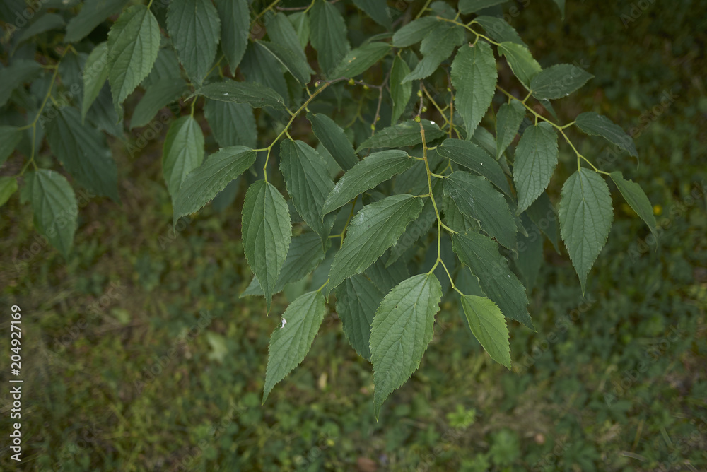 Celtis australis Celtis australis