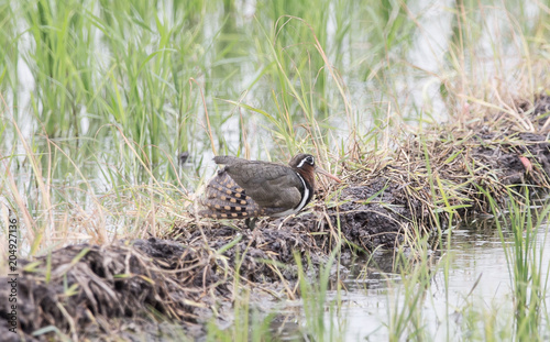 Greater Painted-snipe ( Rostratula benghalensis ) in the rice field of Thailand.
