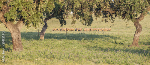 Flock of merina sheeps grazing free at Extremaduran dehesa, Spain photo