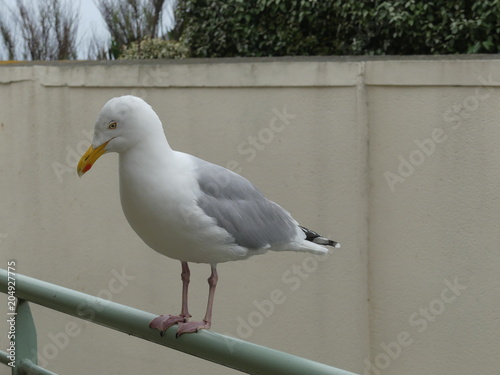 Mouette bord de mer - Seagull