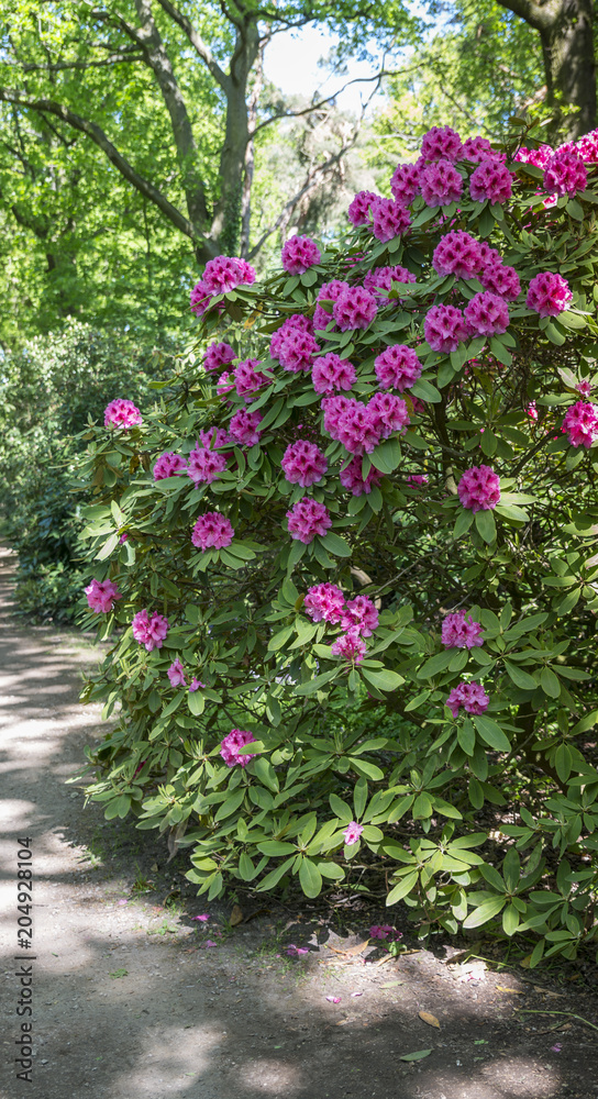 azalea and rhododendron flowers in garden in Holland azalea and rhododendron flowers in garden in Holland