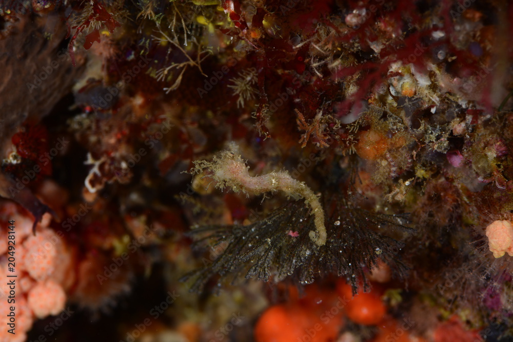 Obraz premium Japanese Ocean