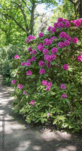 Wallpaper Mural azalea and rhododendron flowers in garden in Holland Torontodigital.ca