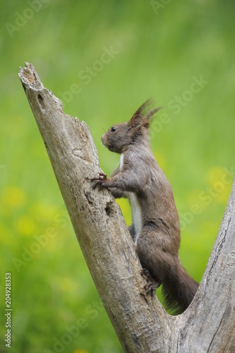 Scoiattolo comune Eurasiatico (Sciurus vulgaris)