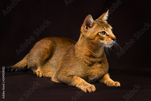 Foto Chausie, abyssinian cat on dark brown background