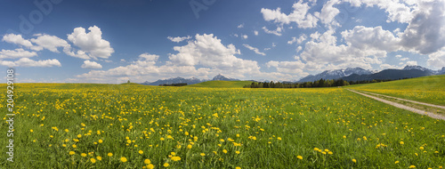 Panorama Landschaft im Allgäu bei Füssen mit Blumenwiese im Frühling