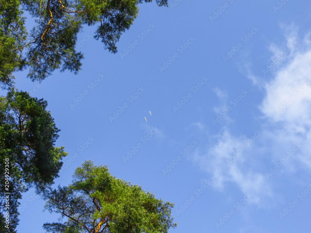 Pine tree on high land mountain blue sky background Pine tree on high land mountain blue sky background