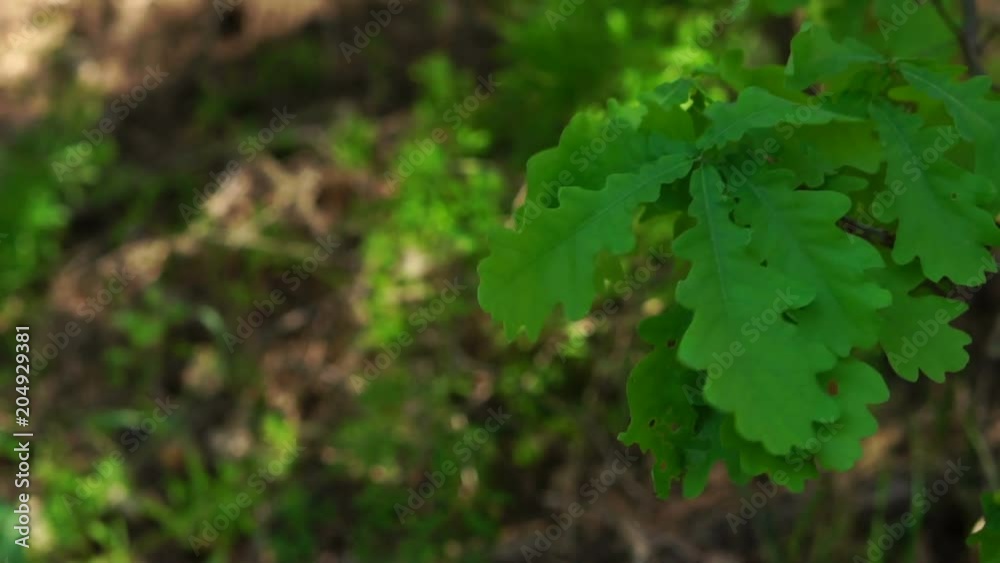 branches of young oak with green leaves slowly swinging in the wind. branches of young oak with green leaves slowly swinging in the wind.