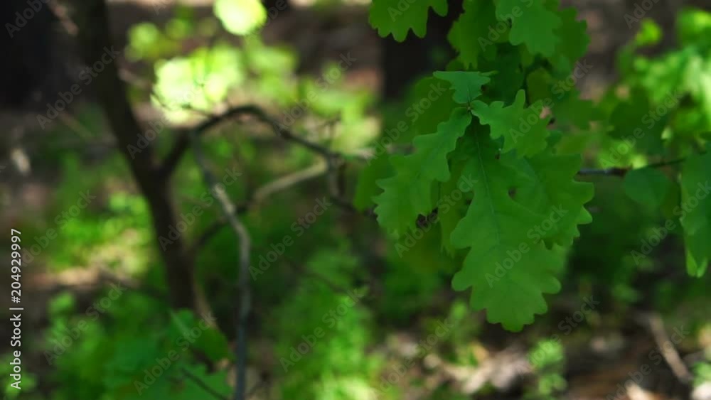 branches of young oak with green leaves slowly swinging in the wind. branches of young oak with green leaves slowly swinging in the wind.