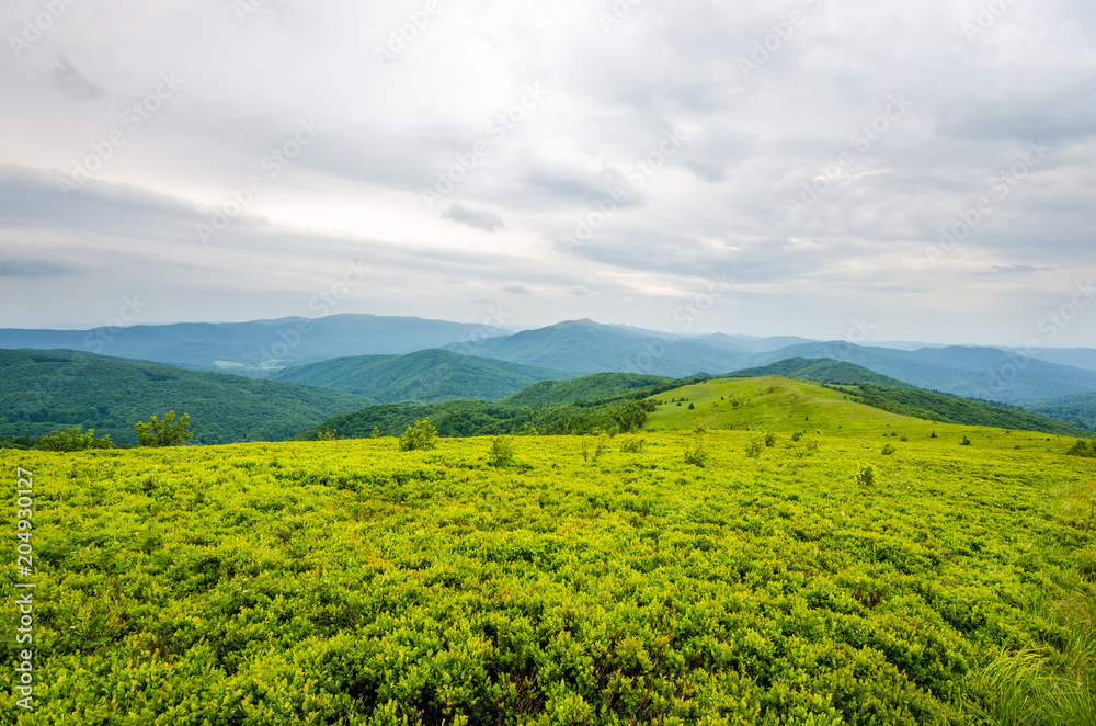 Zielone Bieszczady