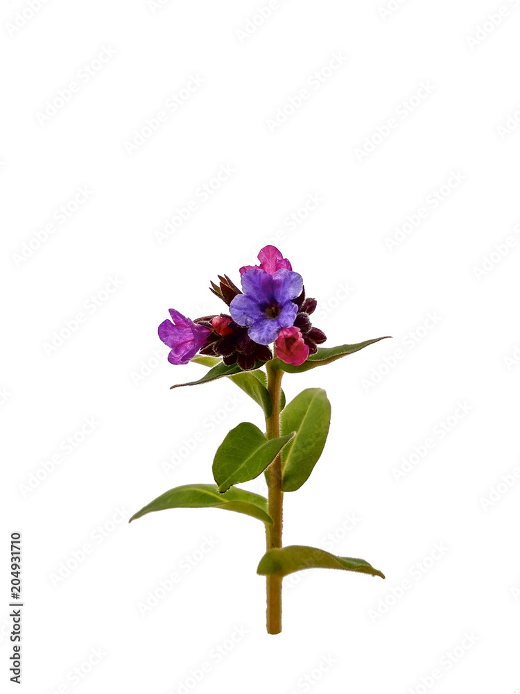 Obraz premium pulmonaria officinalis on isolated background