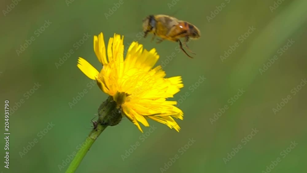 Bee Gathering Flower Pollen Flying Closeup View at Slow Motion Bee Gathering Flower Pollen Flying Closeup View at Slow Motion