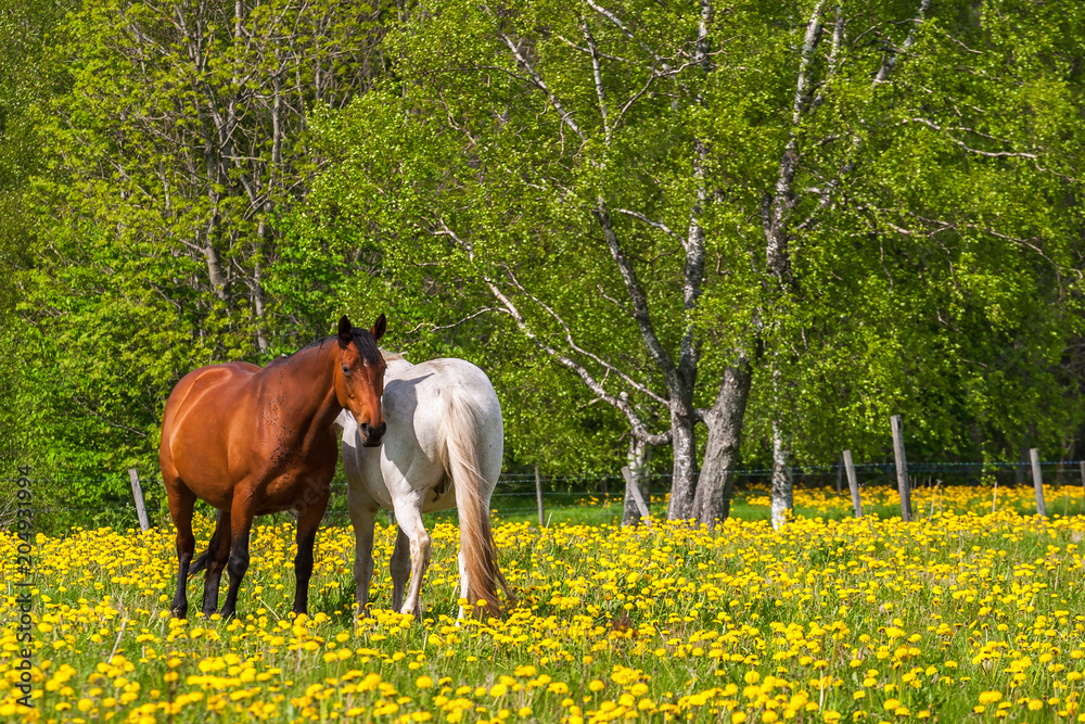 Horses on a meadow with blooming dandelions