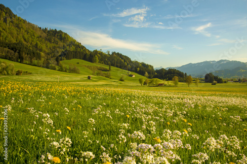 Allgäu - Frühling - Blumen - Wiesen - Berge