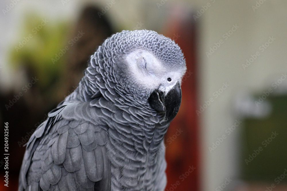 Obraz premium Big Parrot. Psittacus. Grey parrot. African Grey 