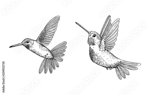 Set of 2  hand drawn flying hummingbirds on white background.Elements for design.