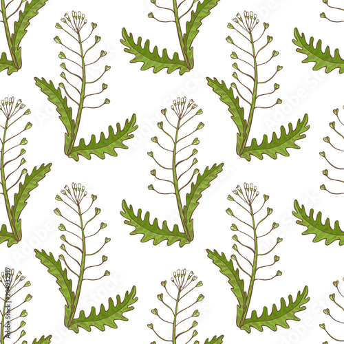 Colored Shepherds Purse Pattern in Hand Drawn Style