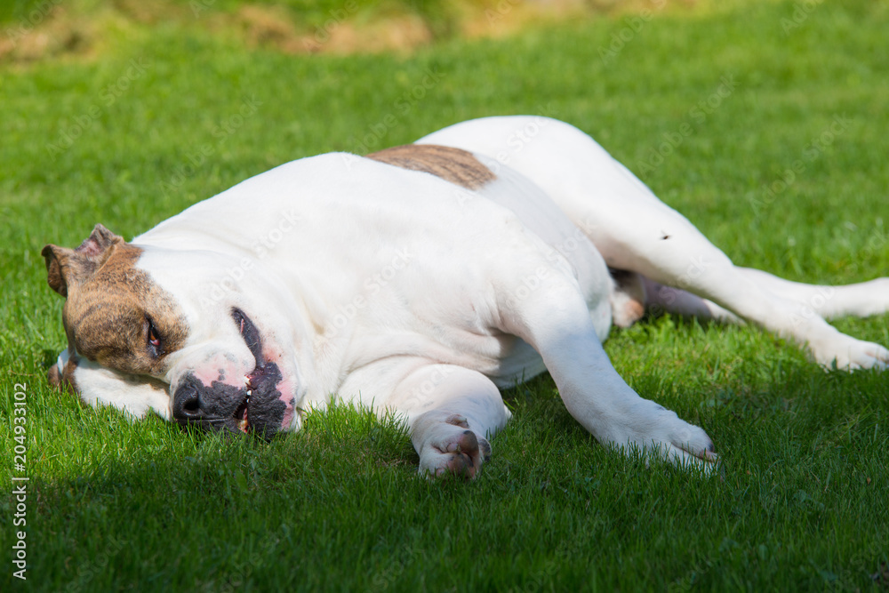 Lazy sleeping dog on green soft lawn Lazy sleeping dog on green soft lawn