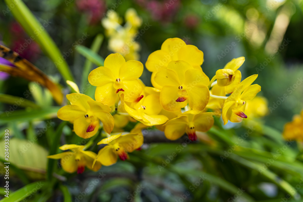 Fototapeta premium Orchids