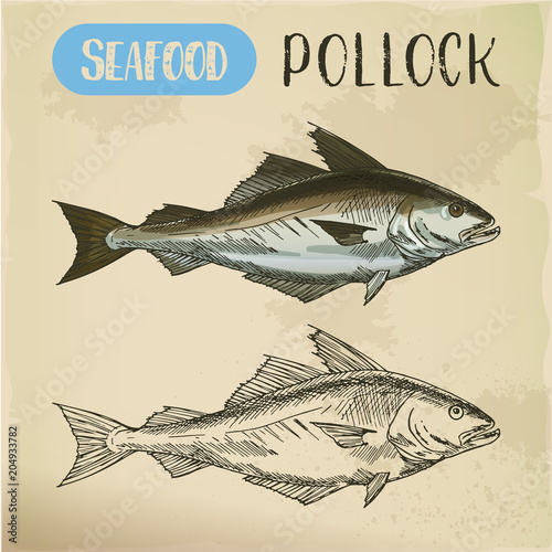 Pollock fish side view. Vector sketch