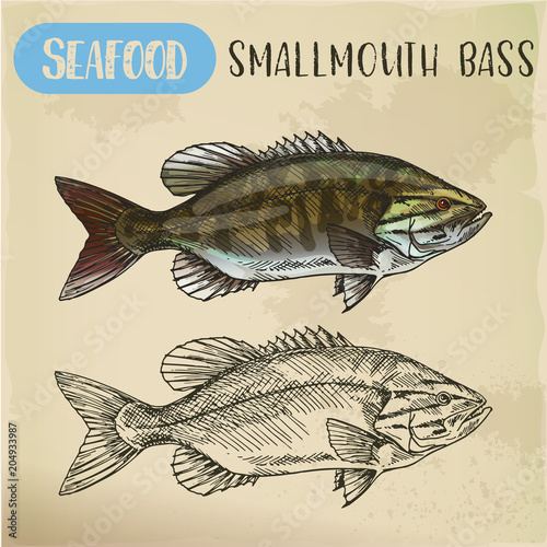 Sketch of smallmouth or brown, bronze bass