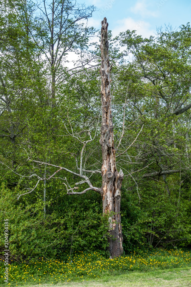 Fototapeta premium Standing Deadwood Tree