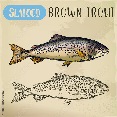 Brown or finnock trout sketch. Fish and seafood