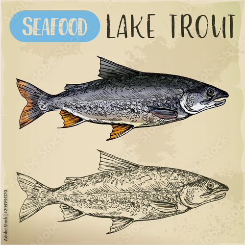 Lake or white trout sketch. Sea or ocean fish