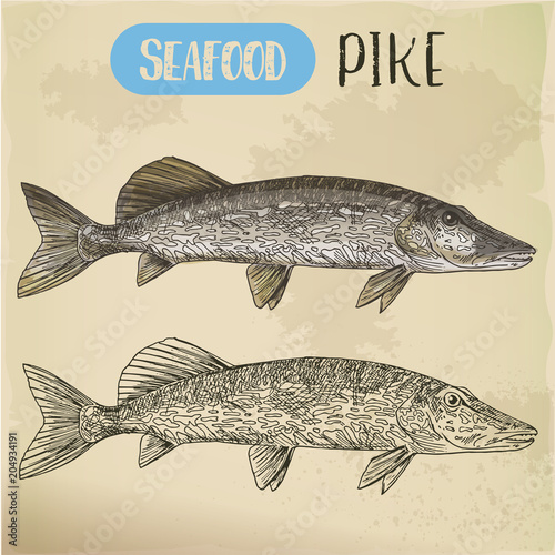 Northern pike sketch. Fish and seafood signboard