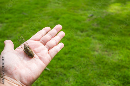 Cicada insect on woman's hand in green grass background photo