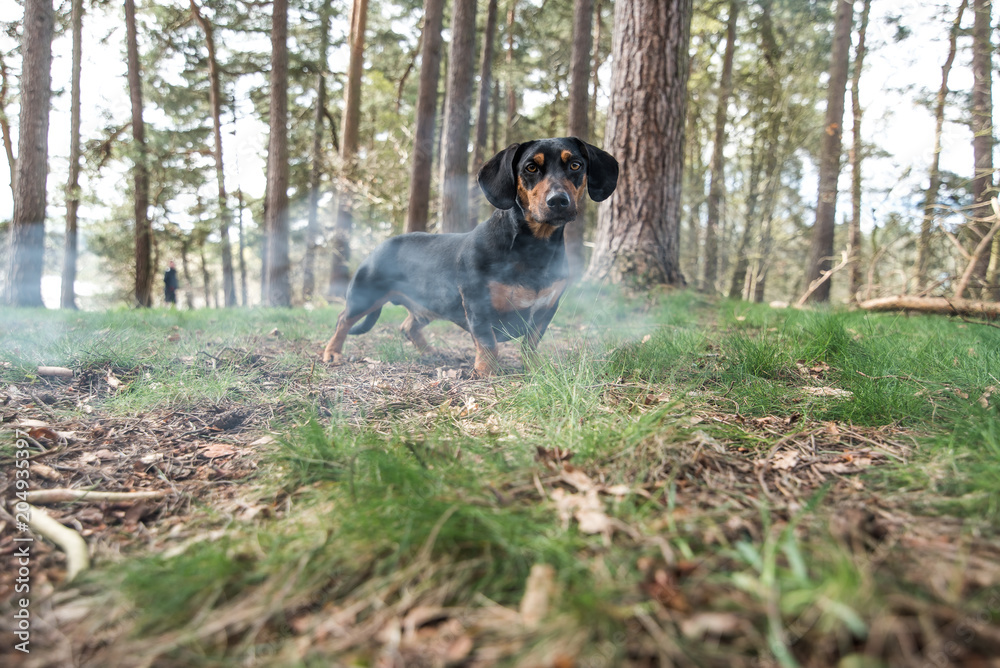 Dog in the forest