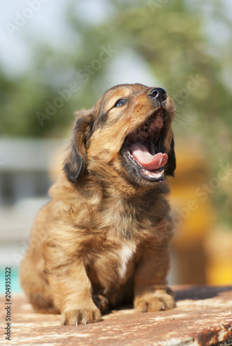 A funny puppy with an open mouth.