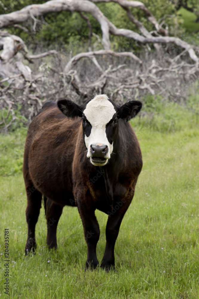 Domestic Cow in a Meadow