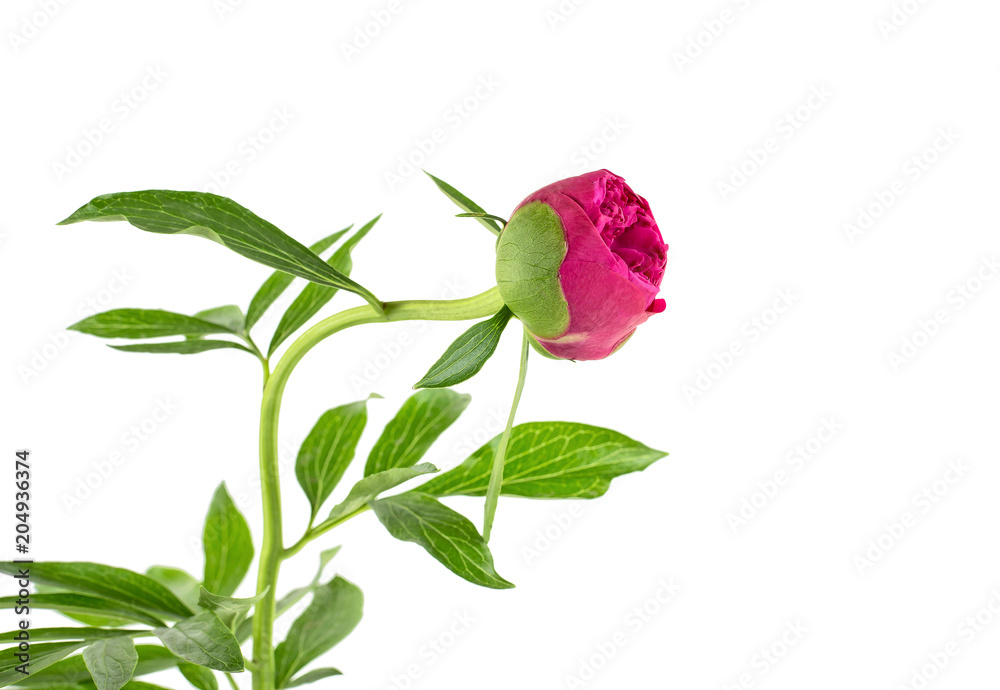 Red flower of peony isolated on white background. Peony bud. Red flower of peony isolated on white background. Peony bud.