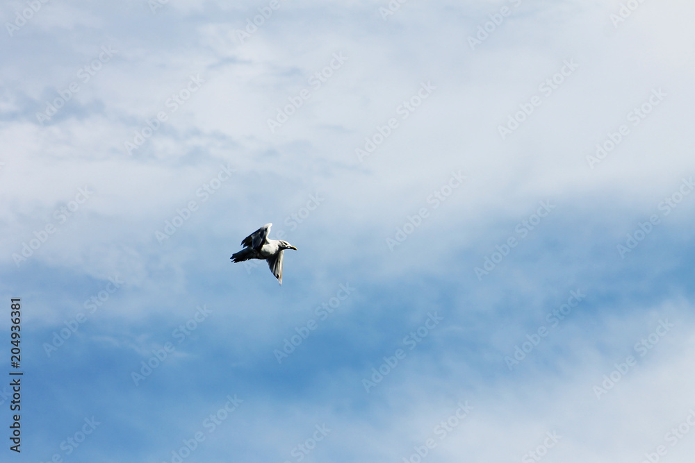 Seagull flying across a blue sky with light cloud