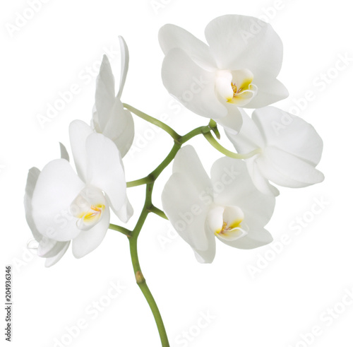 white orchid on white background © Alexstar