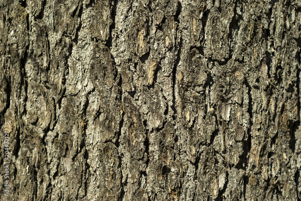 background, texture - gray rough fir tree bark background, texture - gray rough fir tree bark