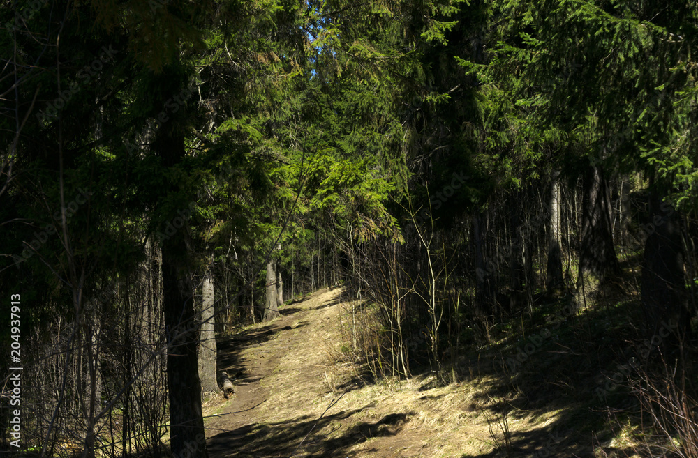 sunny path on a slope in a shady spring mountain spruce forest sunny path on a slope in a shady spring mountain spruce forest