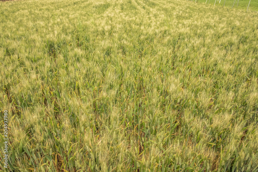 Wheat field. Grain crop