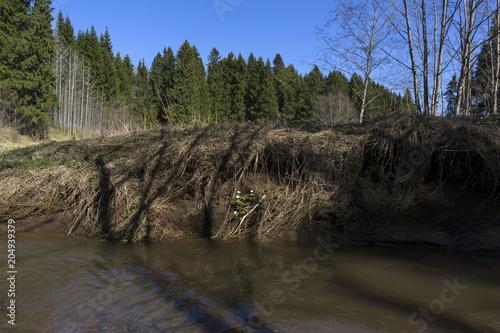 white flowers primroses hid under the steep clay shore of a muddy spring river photo